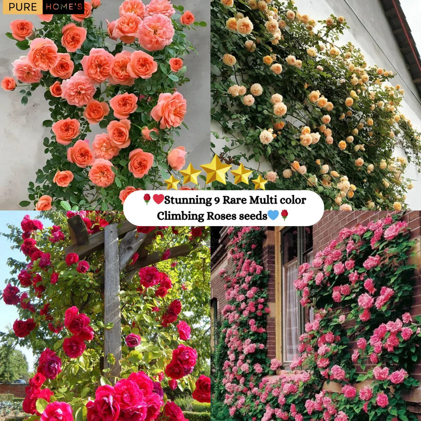 š¹ Elegant Imported Climbing Rose Flower Seeds š„