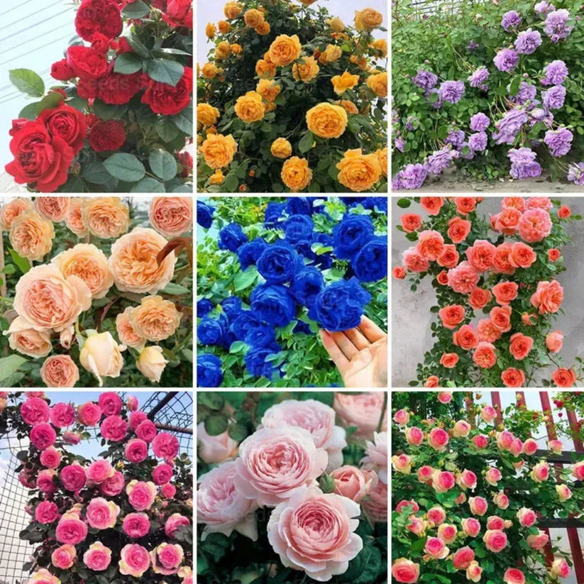 🌹 Elegant Imported Climbing Rose Flower Seeds 🔥