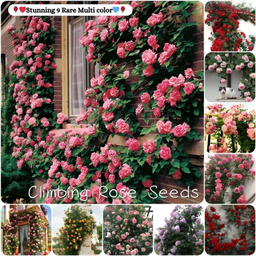 🌹 Elegant Imported Climbing Rose Flower Seeds 🔥
