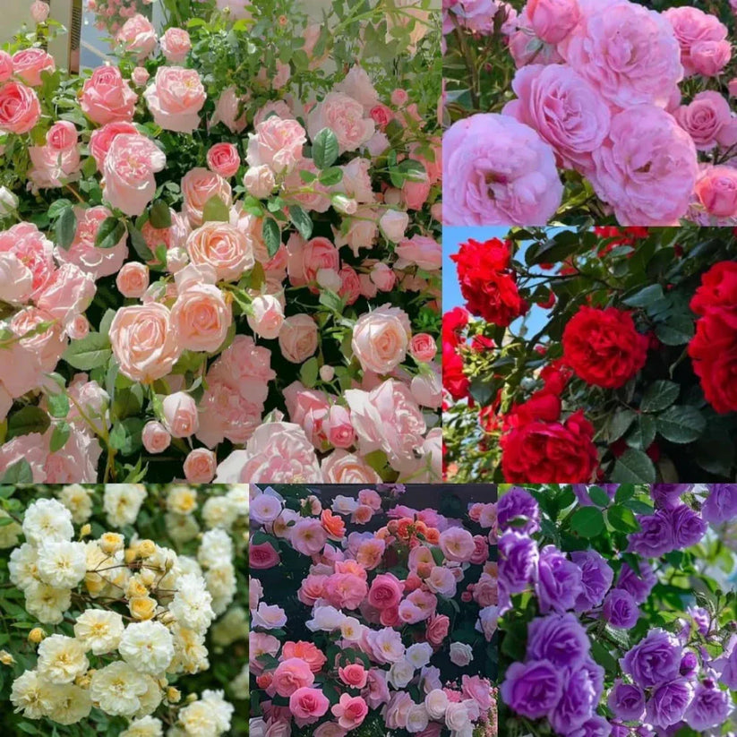 🌹 Elegant Imported Climbing Rose Flower Seeds 🔥