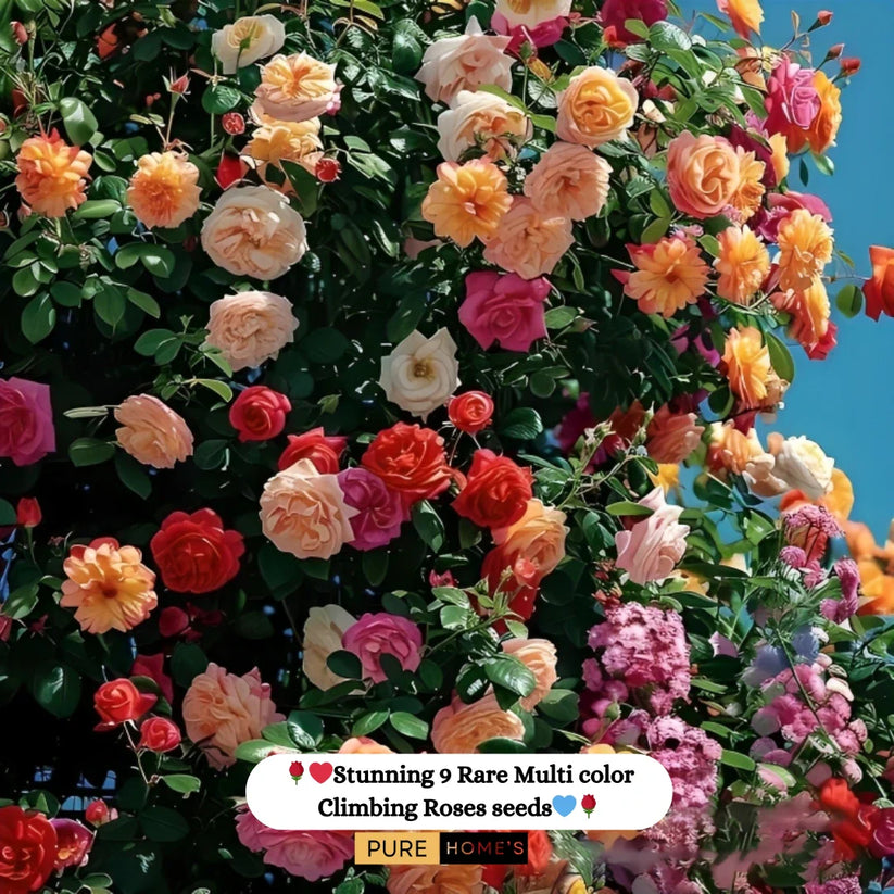 🌹 Elegant Imported Climbing Rose Flower Seeds 🔥