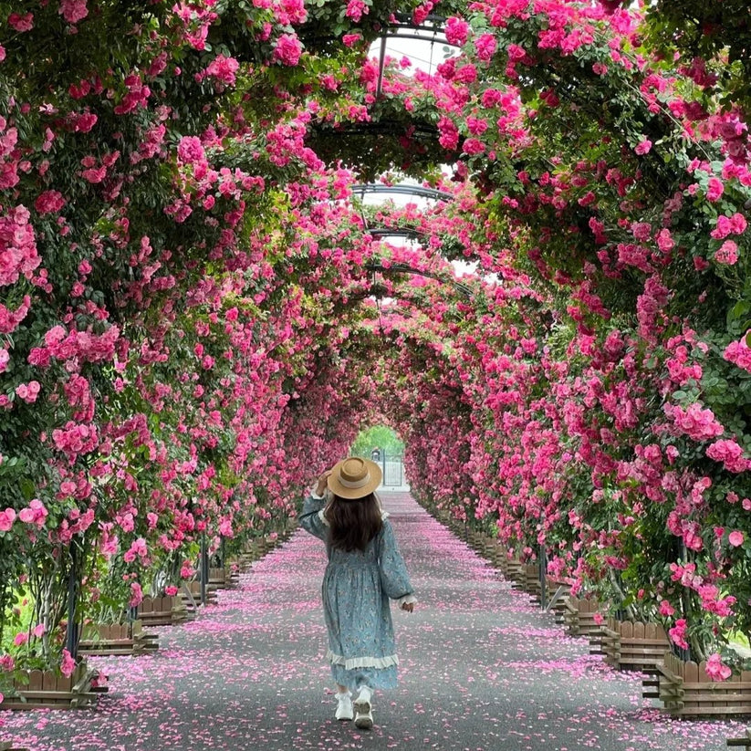 🌹 Elegant Imported Climbing Rose Flower Seeds 🔥